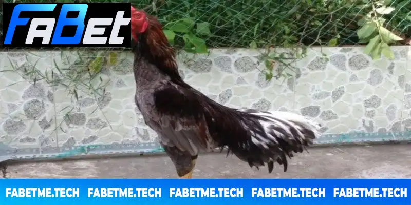 Dễ dàng phân loại đấu sĩ xám bất bại theo đặc điểm tự nhiên Dễ dàng phân loại đấu sĩ xám bất bại theo đặc điểm tự nhiên