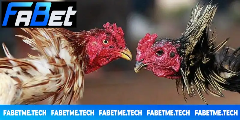 Đá Gà FABET vẫn luôn là lựa chọn hàng đầu của dân chơi Đá Gà FABET vẫn luôn là lựa chọn hàng đầu của dân chơi