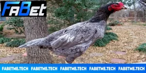 gà xám là gì?