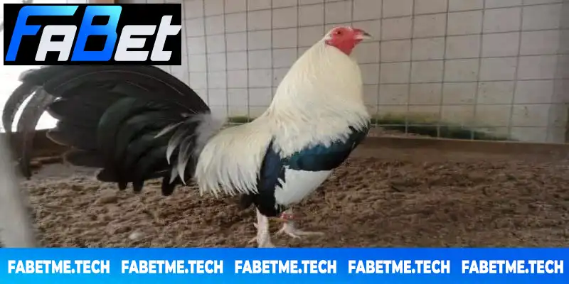 Đặc điểm mệnh mộc của gà chuối là gì Đặc điểm mệnh mộc của gà chuối là gì