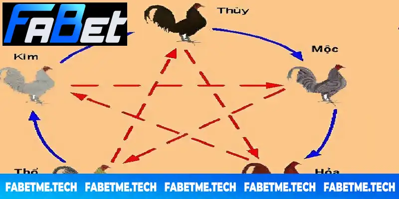 Cách xem màu mạng gà đá qua ngũ hành rất dễ dàng Cách xem màu mạng gà đá qua ngũ hành rất dễ dàng